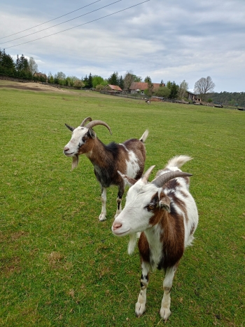 IMG-20260506-WA0095
