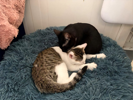 ZBIÓRKA NA RZECZ BEZDOMNYCH ZWIERZĄT I WIZYTA W SCHRONISKU