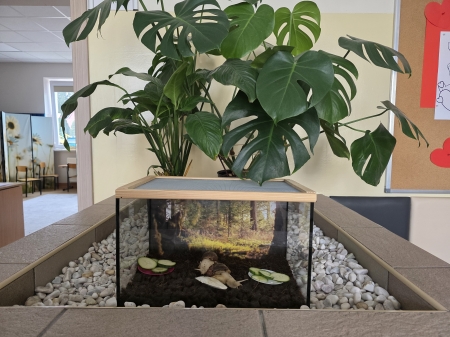 NOWI MIESZKAŃCY NASZEJ SZKOŁY – ŚLIMAKI AFRYKAŃSKIE